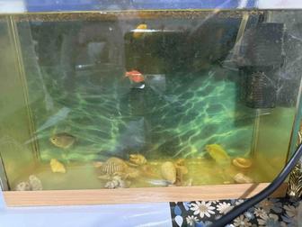 Аквариум с рыбками