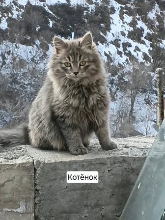 Котята бесплатно