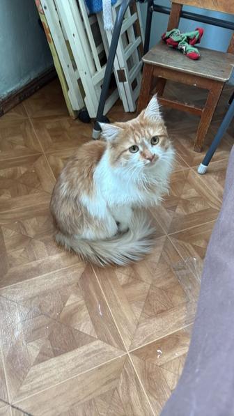 Ищем домик милому котику