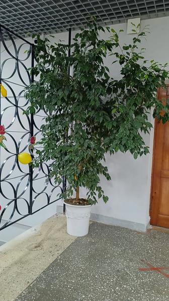 Фикус дерево для офиса