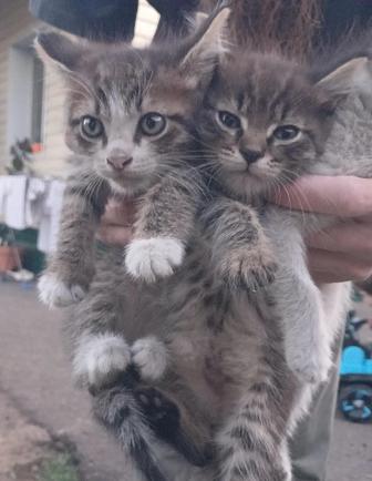 Отдам котят в хорошие руки