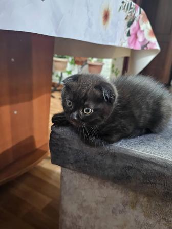 Милые котята