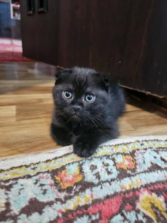 Милые котята