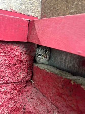 Молодой котик ищет дом