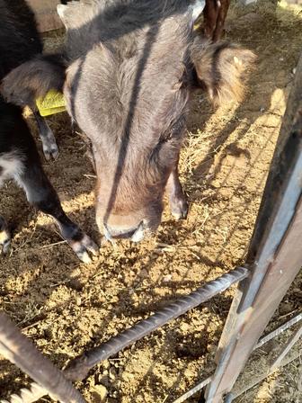 Продаем домашнюю говядину