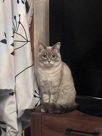 отдам стерилизованную кошечку в добрые руки