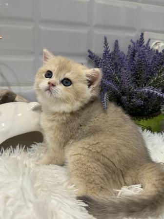 Британские шиншиллы золотые