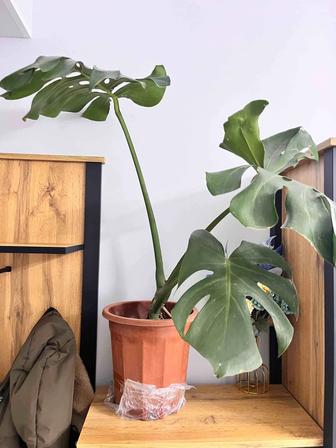 Монстера, комнатный цветок