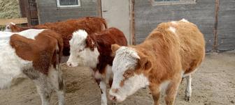 Коровы, тайынша на соғым