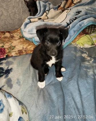 Щенок девочка