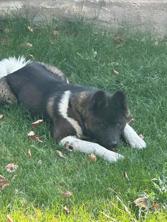 Пропала собака в р-не Карасу