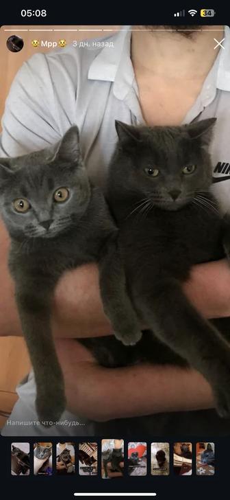Отдам прекрасного котенка