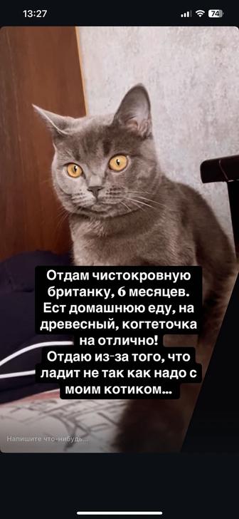 Отдам прекрасного котенка