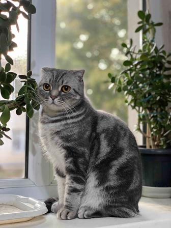 отдам в добрые руки кота