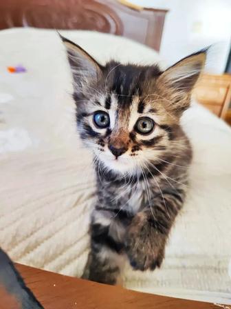 Отдам Взрослых кошек и котят в добрые руки