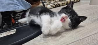 Котята в любящие ручки