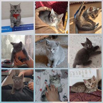 Котята шотландцы на выбор 4 мальчика 3 девочки