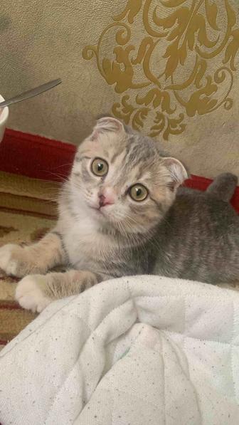 Шотландский марғау. Сатылады