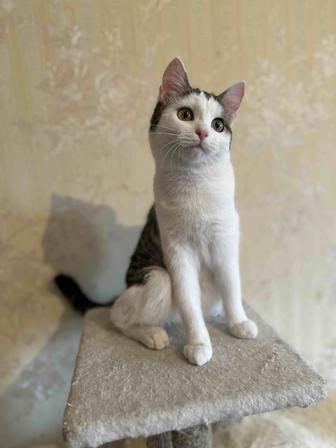 Котенок девочка ищет дом