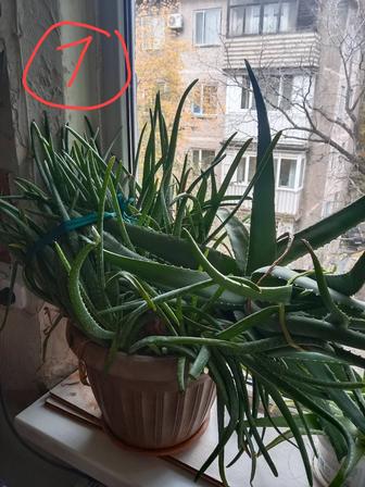 Продам алоэ