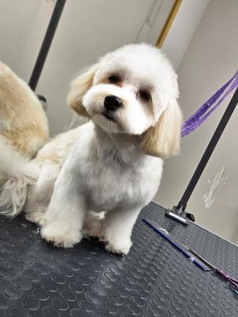 Мальтипу 7 мес 170000тг