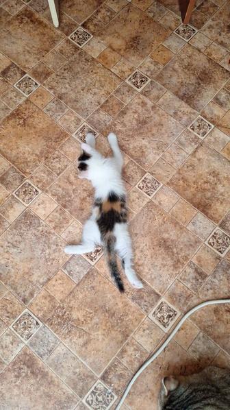 Котята