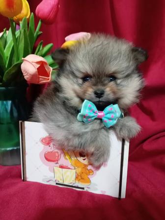 Шикарные мальчики в померанском типе Миник.Возраст 1,5месяцев.Доставка