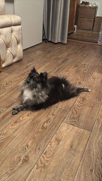 Предлагается к продаже кобель шпица в редком окрасе Мерле.Возраст 1,3года