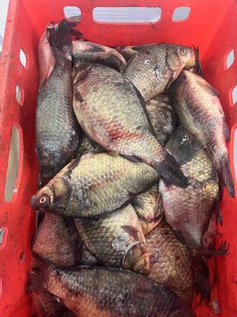 Рыбная продукция