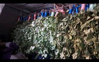 Продам банные веники березовые