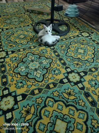 Отдам котенка, даром