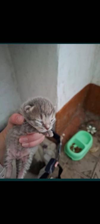 Кошечка мама с котятами