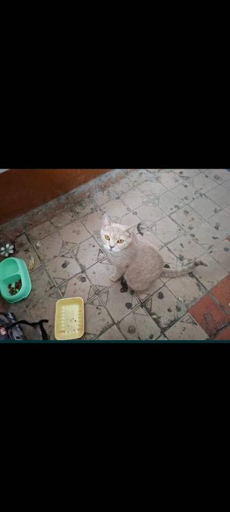 Кошечка мама с котятами