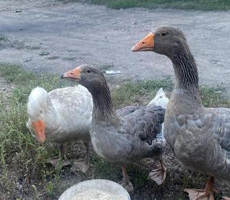 Продам домашних гусей