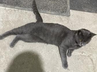 Отдам в добрые руки кота