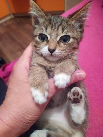 Отдам котят бесплатно