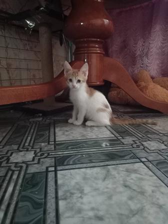 Отдать мальчика в добрые руки на лоток приучен