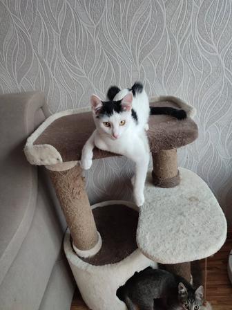 Отдам котят