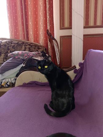 Потерялся Кот Черный!!