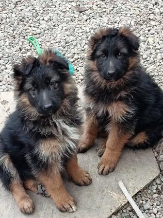 немецкие щенки