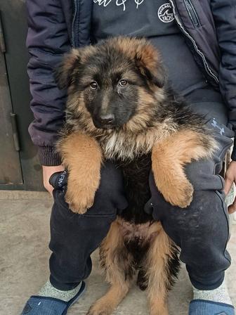 немецкие щенки