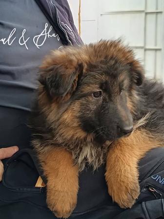 немецкие щенки