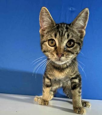 Котенок ищет семью, 4.5 месяцев