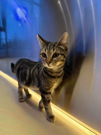 Котенок ищет семью, 4.5 месяцев