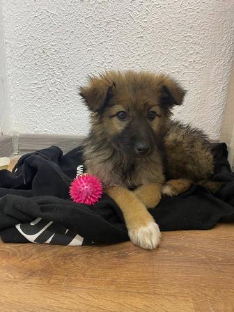 Щенок(девочка) ищет дом!