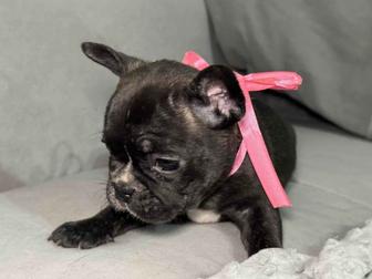 Щенок французского бульдога