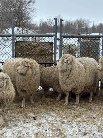 Продам барана