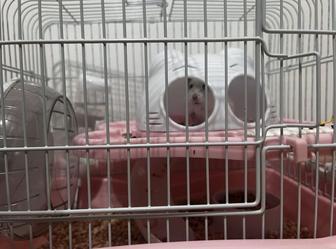 Отдам хомяк с клеткой