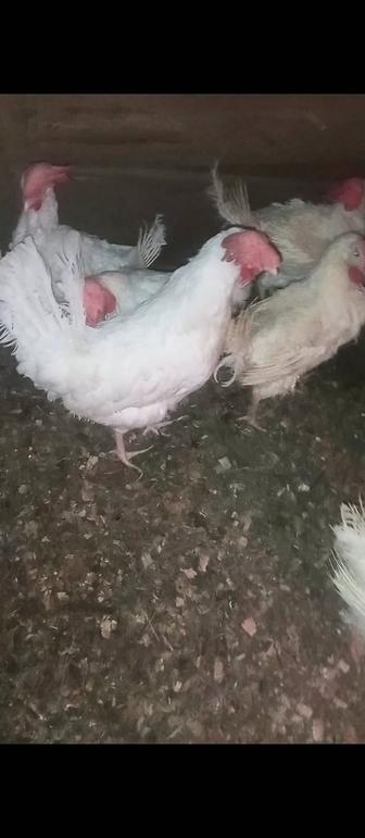 Продажа птиц