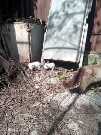 Отдам бездомных котят в хорошие руки